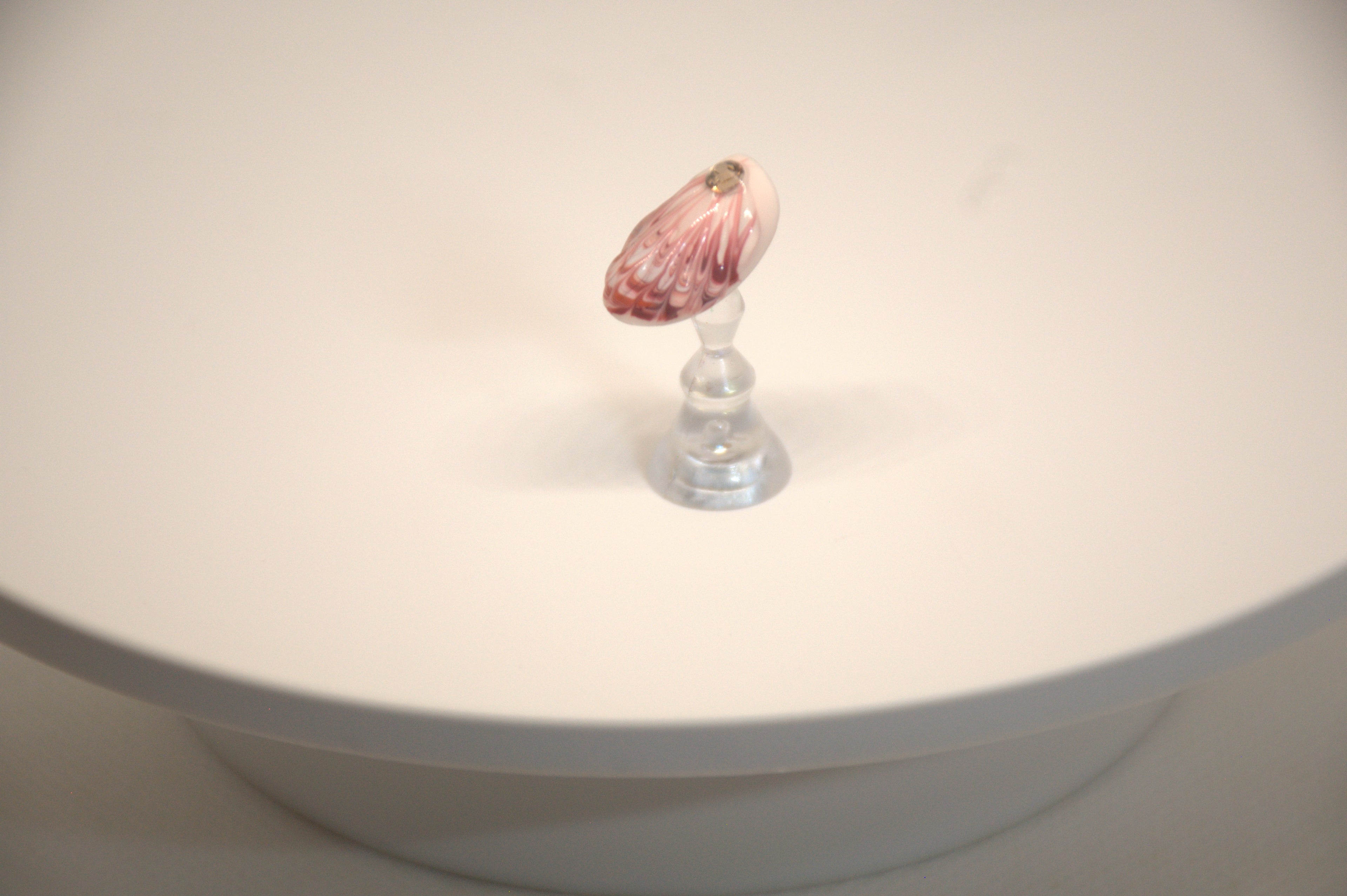 Sea Shell Delights